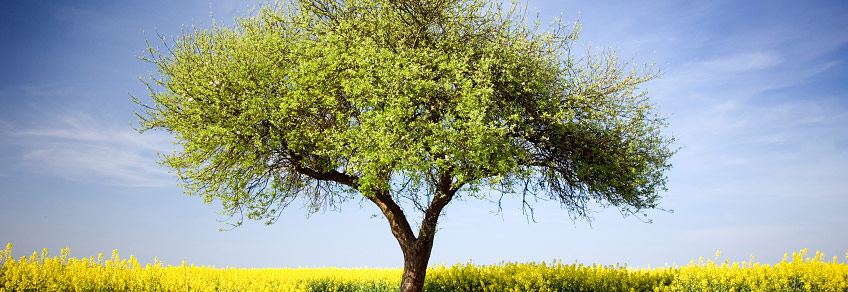 Le système des trois Doshas : Vata, Pitta, Kapha